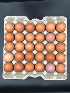 Oeufs fermiers GRTA 53g plt 30pce FERME LA PIECE